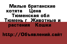 Милые британские котята. › Цена ­ 1 000 - Тюменская обл., Тюмень г. Животные и растения » Кошки   